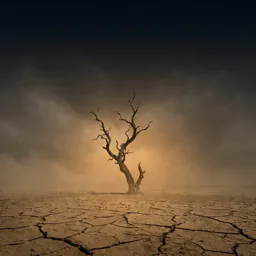 Desert of Scarcity
